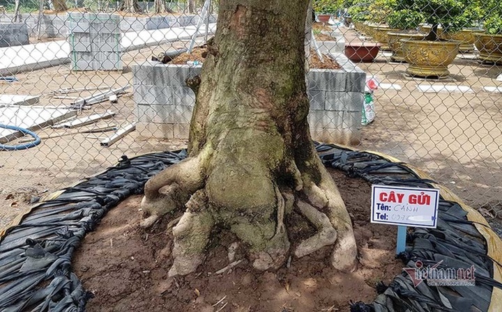 Mai vàng trăm tuổi gốc dát vàng, trả 2 tỷ đồng chưa bán - 15