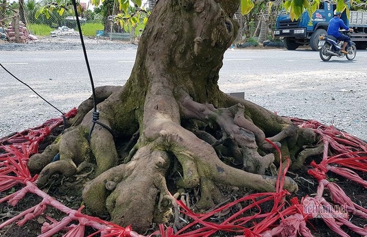 Mai vàng trăm tuổi gốc dát vàng, trả 2 tỷ đồng chưa bán - 16