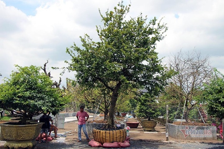 Mai vàng trăm tuổi gốc dát vàng, trả 2 tỷ đồng chưa bán - 17