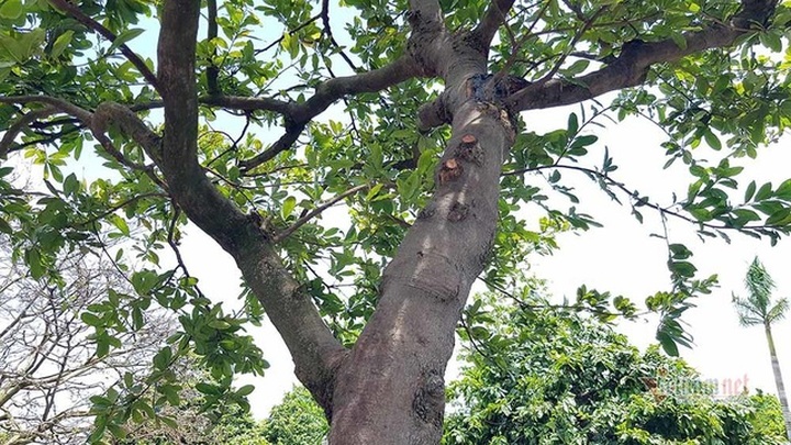 Mai vàng trăm tuổi gốc dát vàng, trả 2 tỷ đồng chưa bán - 18