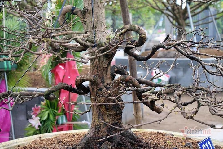 Mai vàng trăm tuổi gốc dát vàng, trả 2 tỷ đồng chưa bán - 19