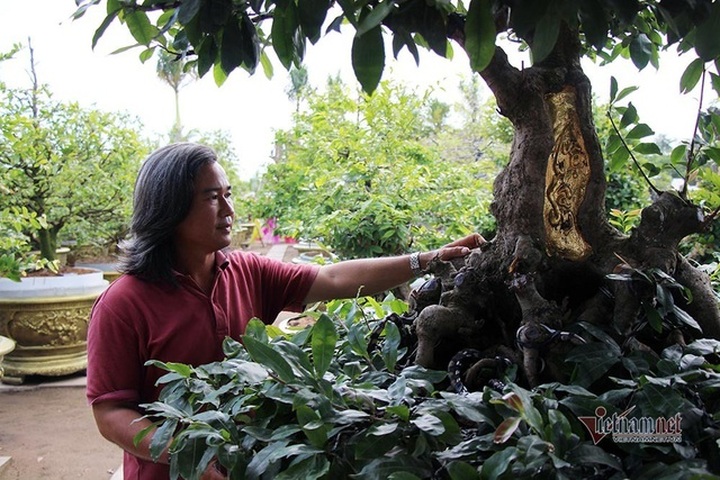 Mai vàng trăm tuổi gốc dát vàng, trả 2 tỷ đồng chưa bán - 3