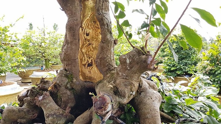 Mai vàng trăm tuổi gốc dát vàng, trả 2 tỷ đồng chưa bán - 4