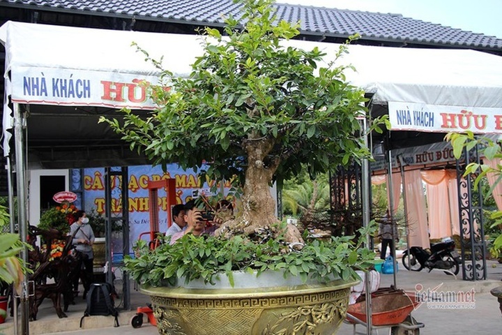 Mai vàng trăm tuổi gốc dát vàng, trả 2 tỷ đồng chưa bán - 5