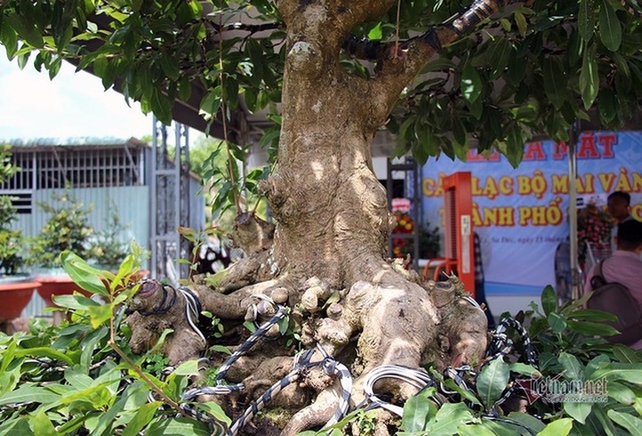 Mai vàng trăm tuổi gốc dát vàng, trả 2 tỷ đồng chưa bán - 6