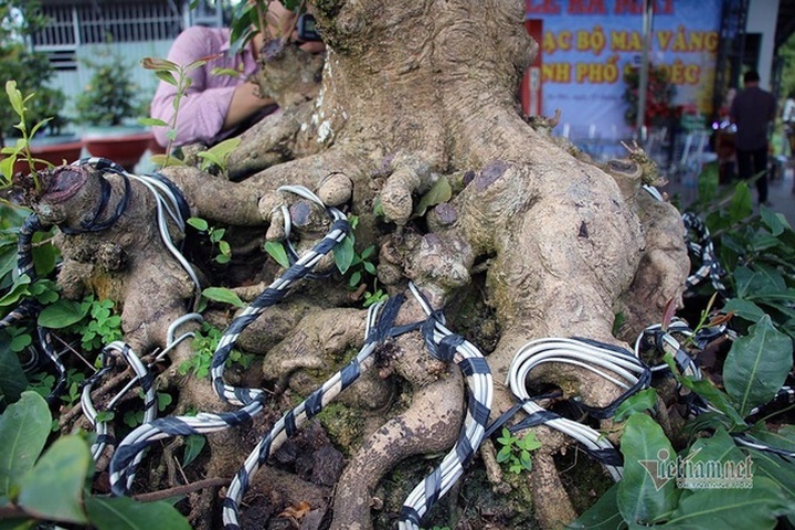 Mai vàng trăm tuổi gốc dát vàng, trả 2 tỷ đồng chưa bán - 7