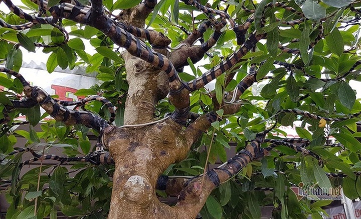 Mai vàng trăm tuổi gốc dát vàng, trả 2 tỷ đồng chưa bán - 8