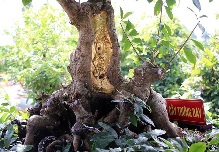 Mai vàng trăm tuổi gốc dát vàng, trả 2 tỷ đồng chưa bán - 9