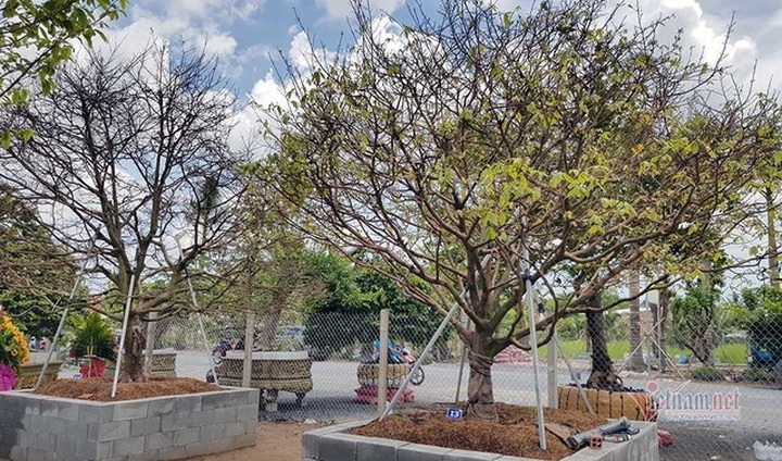 Mai vàng trăm tuổi gốc dát vàng, trả 2 tỷ đồng chưa bán - 10