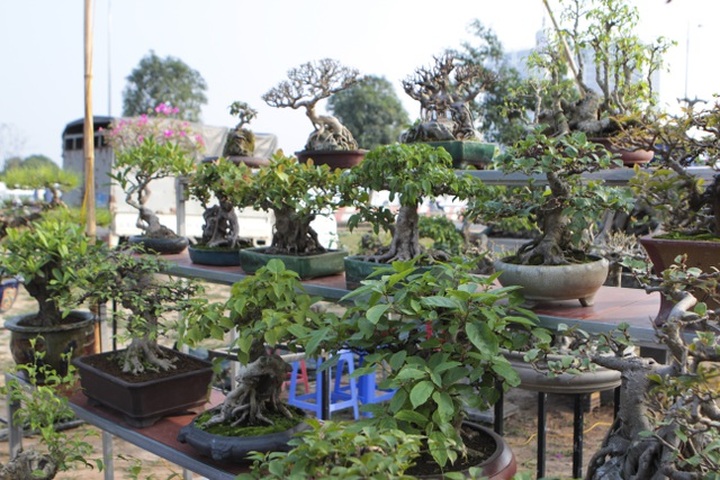Mãn nhãn với những chậu bonsai mini giá hàng chục triệu đồng - 2