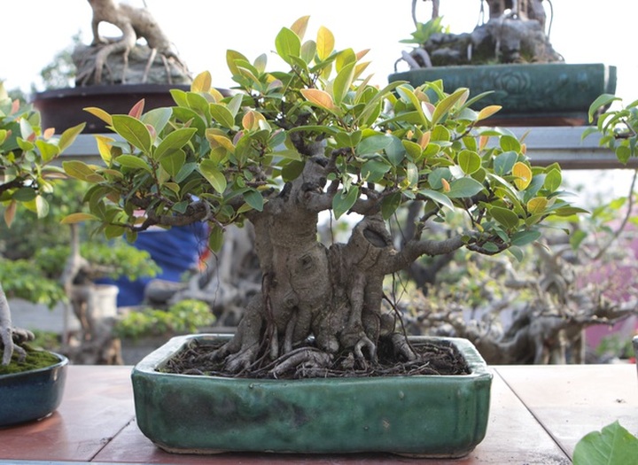 Mãn nhãn với những chậu bonsai mini giá hàng chục triệu đồng - 3