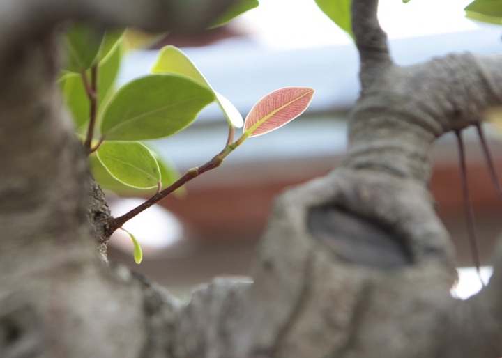 Mãn nhãn với những chậu bonsai mini giá hàng chục triệu đồng - 4