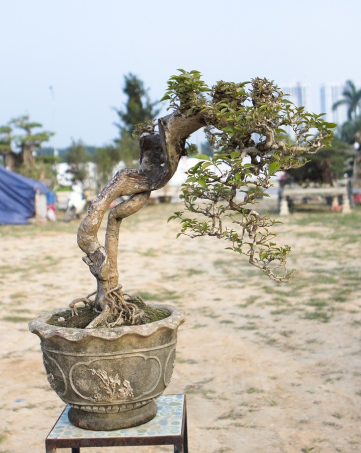 Mãn nhãn với những chậu bonsai mini giá hàng chục triệu đồng - 6