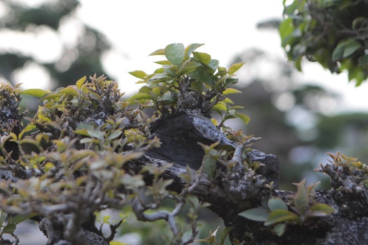 Mãn nhãn với những chậu bonsai mini giá hàng chục triệu đồng - 7