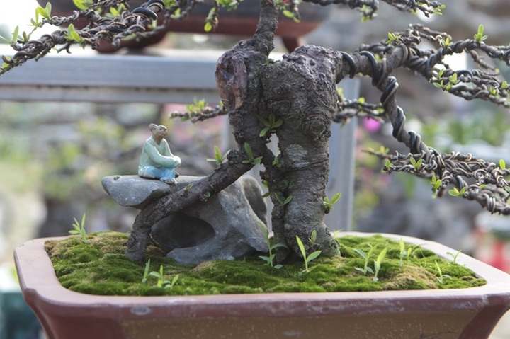 Mãn nhãn với những chậu bonsai mini giá hàng chục triệu đồng - 10
