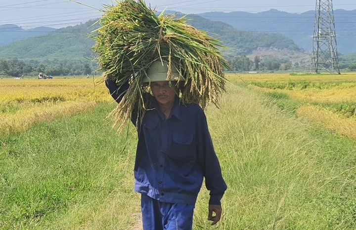 Máy gặt không dám đến ruộng, nông dân ngồi trên đống lửa - 3