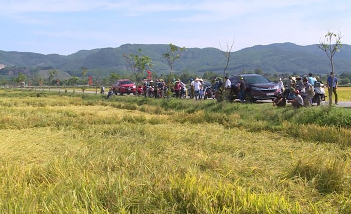 Máy gặt không dám đến ruộng, nông dân ngồi trên đống lửa - 4