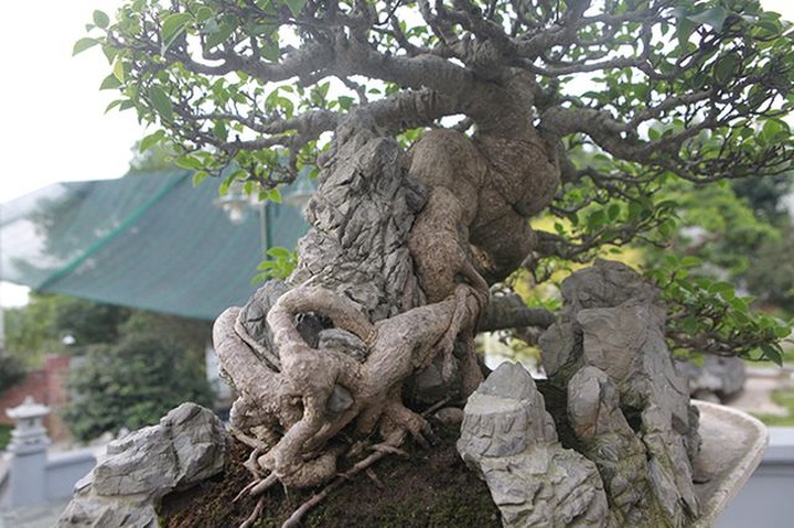 Mê mẩn ngắm “cụ” si tai chuột đẹp nhất Việt Nam, giá 300 triệu đồng - 7