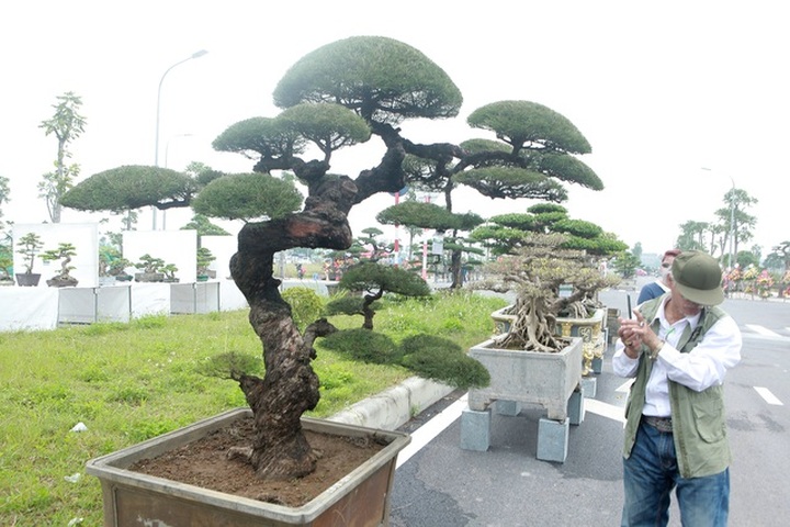 Mê mẩn với cây phi lao dáng mẹ che con, khách mua không muốn rời chân - 1