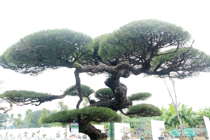 Mê mẩn với cây phi lao dáng mẹ che con, khách mua không muốn rời chân - 11