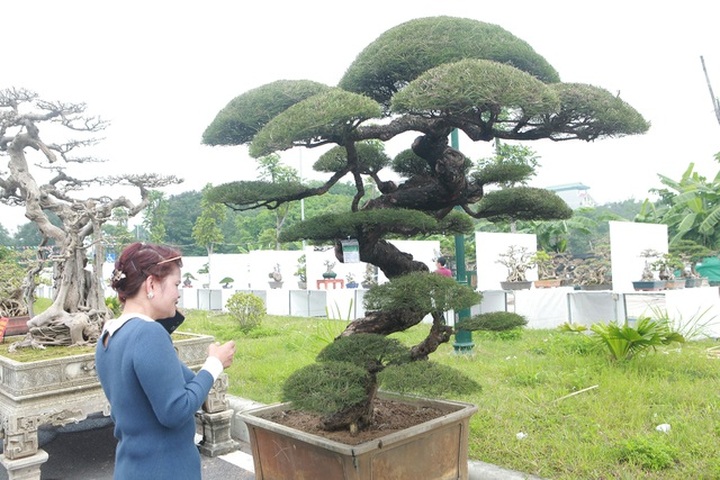 Mê mẩn với cây phi lao dáng mẹ che con, khách mua không muốn rời chân - 3