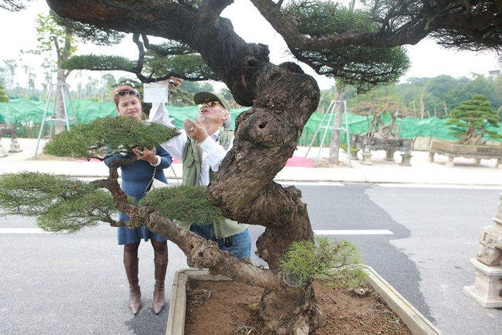 Mê mẩn với cây phi lao dáng mẹ che con, khách mua không muốn rời chân - 4