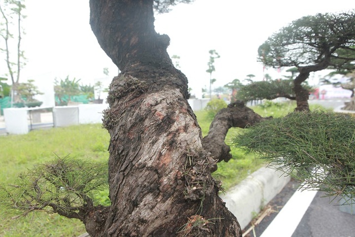 Mê mẩn với cây phi lao dáng mẹ che con, khách mua không muốn rời chân - 6