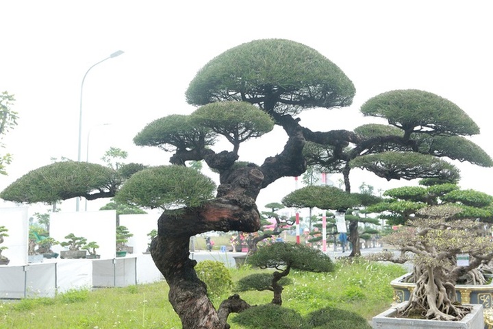 Mê mẩn với cây phi lao dáng mẹ che con, khách mua không muốn rời chân - 8