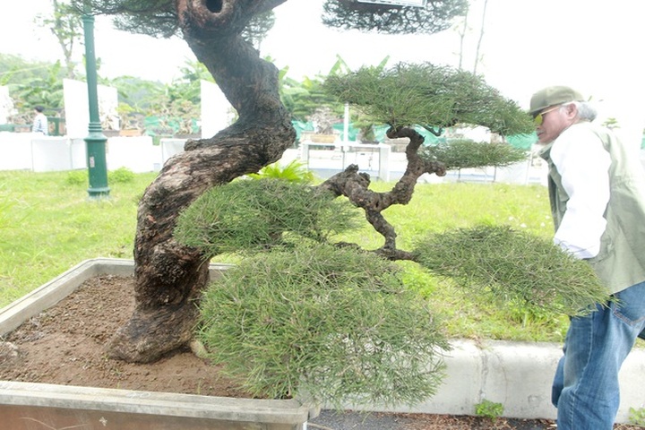 Mê mẩn với cây phi lao dáng mẹ che con, khách mua không muốn rời chân - 9