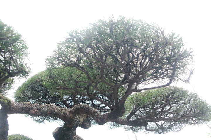 Mê mẩn với cây phi lao dáng mẹ che con, khách mua không muốn rời chân - 10