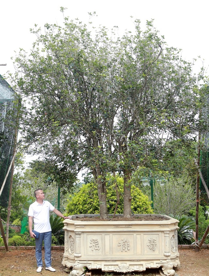 Mộc hương cổ “huynh đệ” trả 3 tỷ đồng không bán, đại gia đất Tổ để chơi - 1