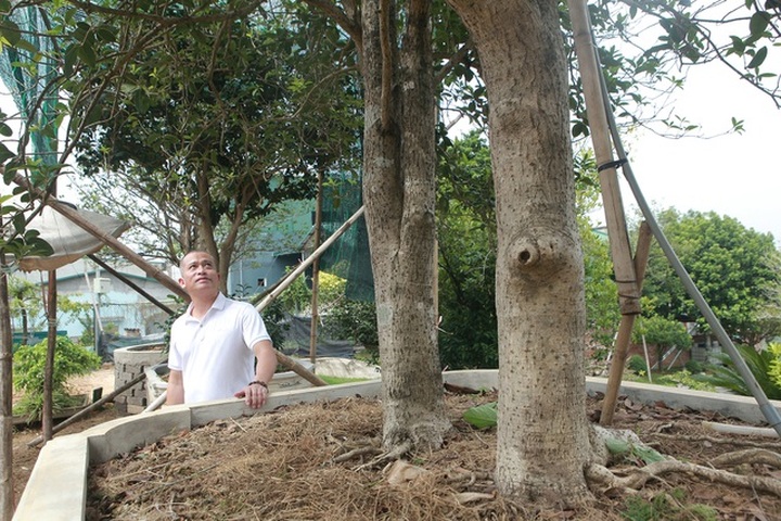 Mộc hương cổ “huynh đệ” trả 3 tỷ đồng không bán, đại gia đất Tổ để chơi - 2