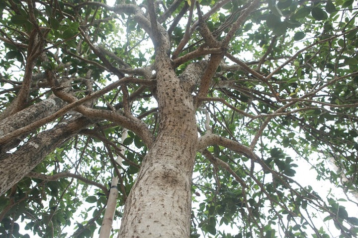 Mộc hương cổ “huynh đệ” trả 3 tỷ đồng không bán, đại gia đất Tổ để chơi - 4