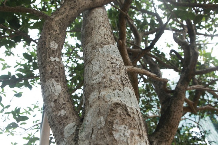 Mộc hương cổ “huynh đệ” trả 3 tỷ đồng không bán, đại gia đất Tổ để chơi - 5