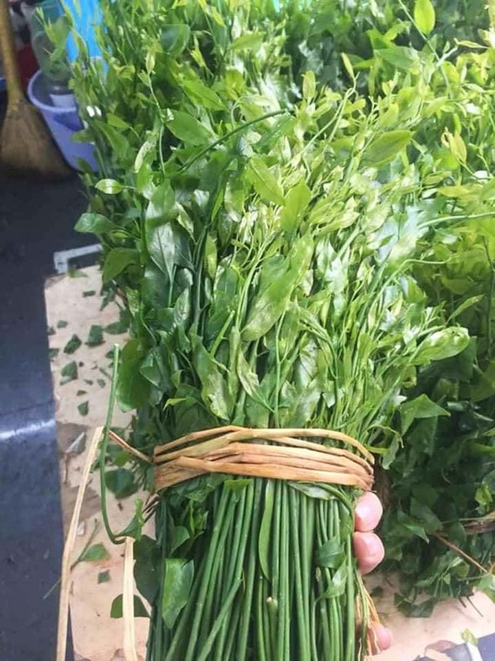 Món rau lạ trên rừng về Hà Nội, 200.000 đồng/kg vẫn cháy hàng - 2