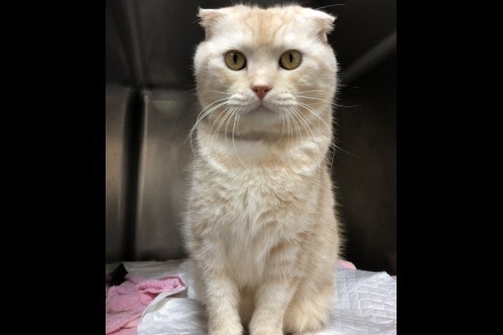 Một người đàn ông đã bị phạt hơn 46 triệu đồng vì gửi mèo bằng đường bưu điện - Ảnh 1.