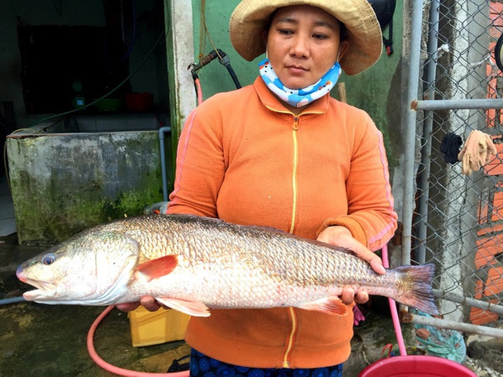 Con cá nghi cá sủ vàng quý hiếm mà chị Thuyền mua được