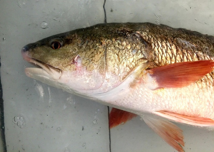 Cận cảnh lớp vảy vàng óng của con cá