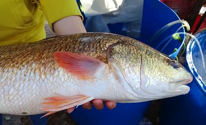 Toàn thân cá có vây đỏ, vảy vàng chóe