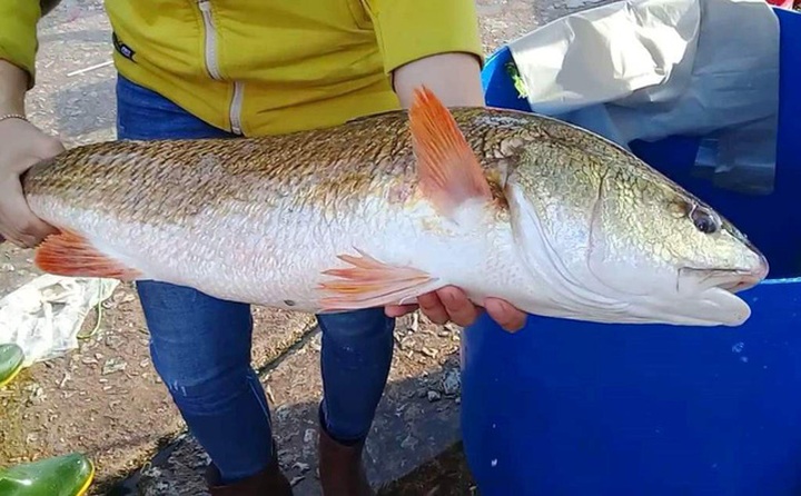 Cá dài 0,8 mét, trọng lượng 4kg hiện đang được chị Thuyền giữ lại nuôi