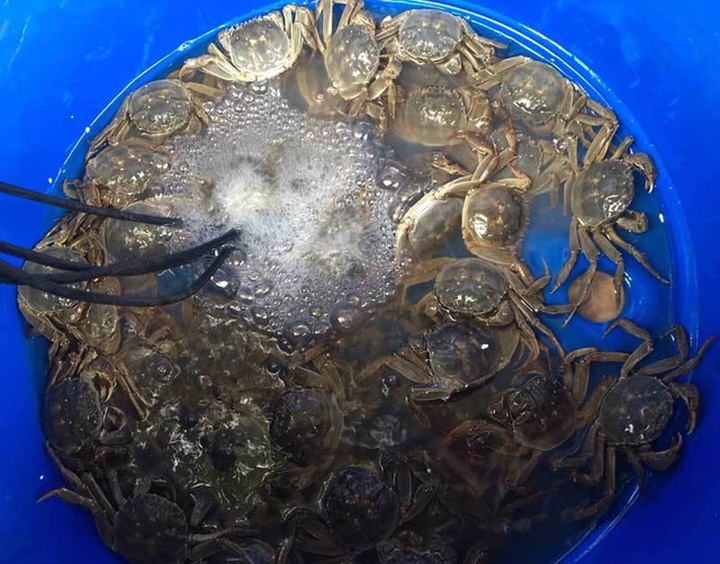 Năm chỉ có một lần, dân giàu đổ về sông Cầu săn đặc sản trời cho - 2