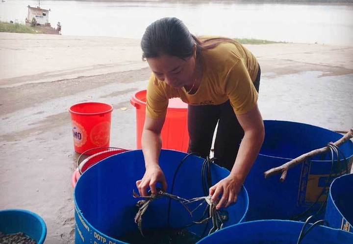 Năm chỉ có một lần, dân giàu đổ về sông Cầu săn đặc sản trời cho - 3