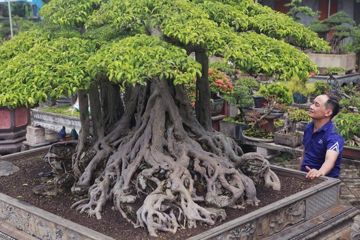 Ngắm cây sanh tiền tỷ mà chủ nhân đã bán nhà, gán ô tô mới rước được về - 5