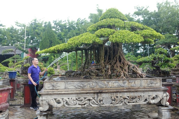 Ngắm cây sanh tiền tỷ mà chủ nhân đã bán nhà, gán ô tô mới rước được về - 6