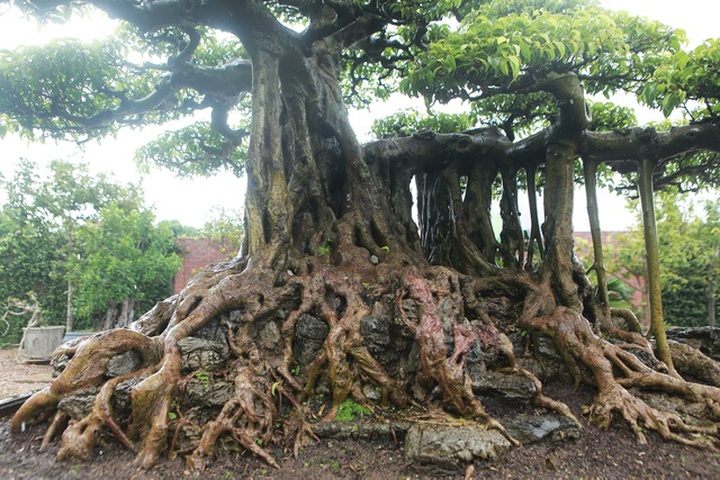 Ngắm cây sanh tiền tỷ mà chủ nhân đã bán nhà, gán ô tô mới rước được về - 7