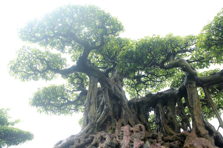 Ngắm cây sanh tiền tỷ mà chủ nhân đã bán nhà, gán ô tô mới rước được về - 9