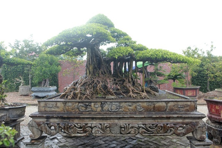 Ngắm cây sanh tiền tỷ mà chủ nhân đã bán nhà, gán ô tô mới rước được về - 10