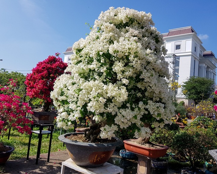 Ngắm những cây hoa giấy “khủng” có giá hàng chục triệu đồng - 3