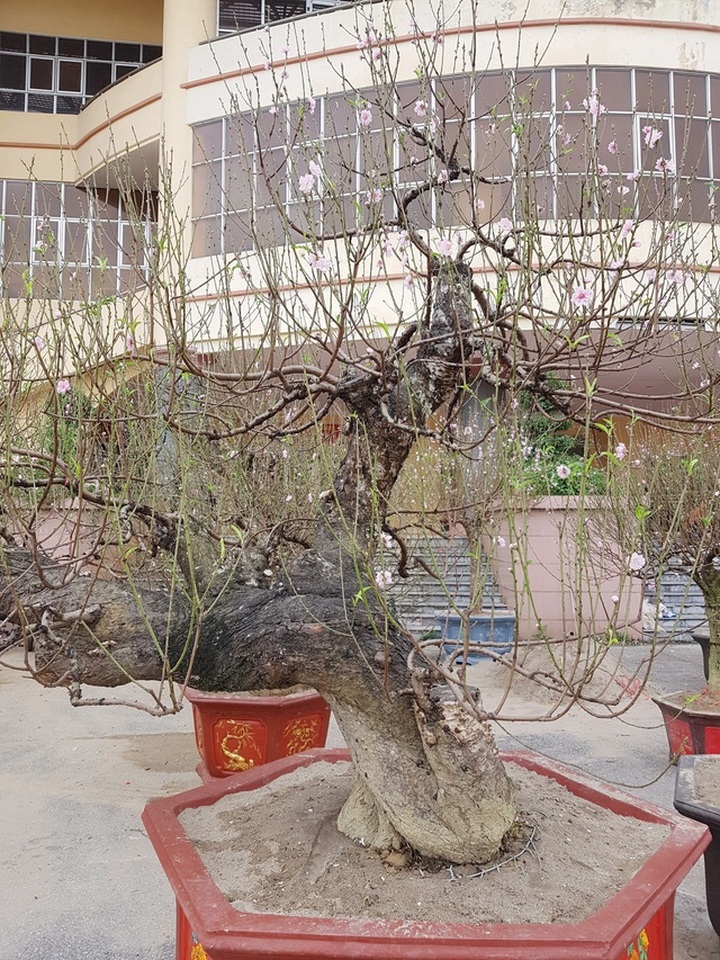 Ngắm những gốc đào thế “siêu to khổng lồ” giá cả trăm triệu đồng chơi Tết - 2