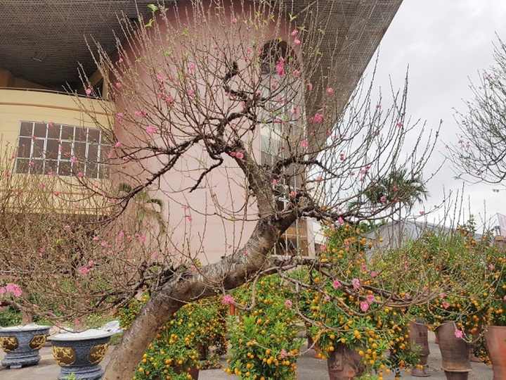 Ngắm những gốc đào thế “siêu to khổng lồ” giá cả trăm triệu đồng chơi Tết - 12